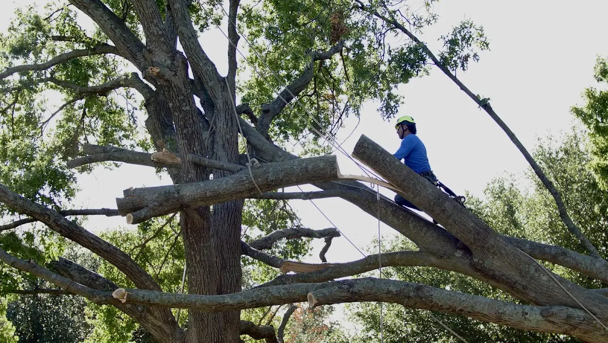 Professional Crown Thinning performed by certified arborists in Waterford